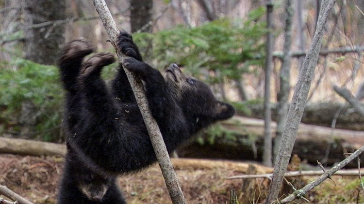 photo Baby Black Bear Climbing Tree