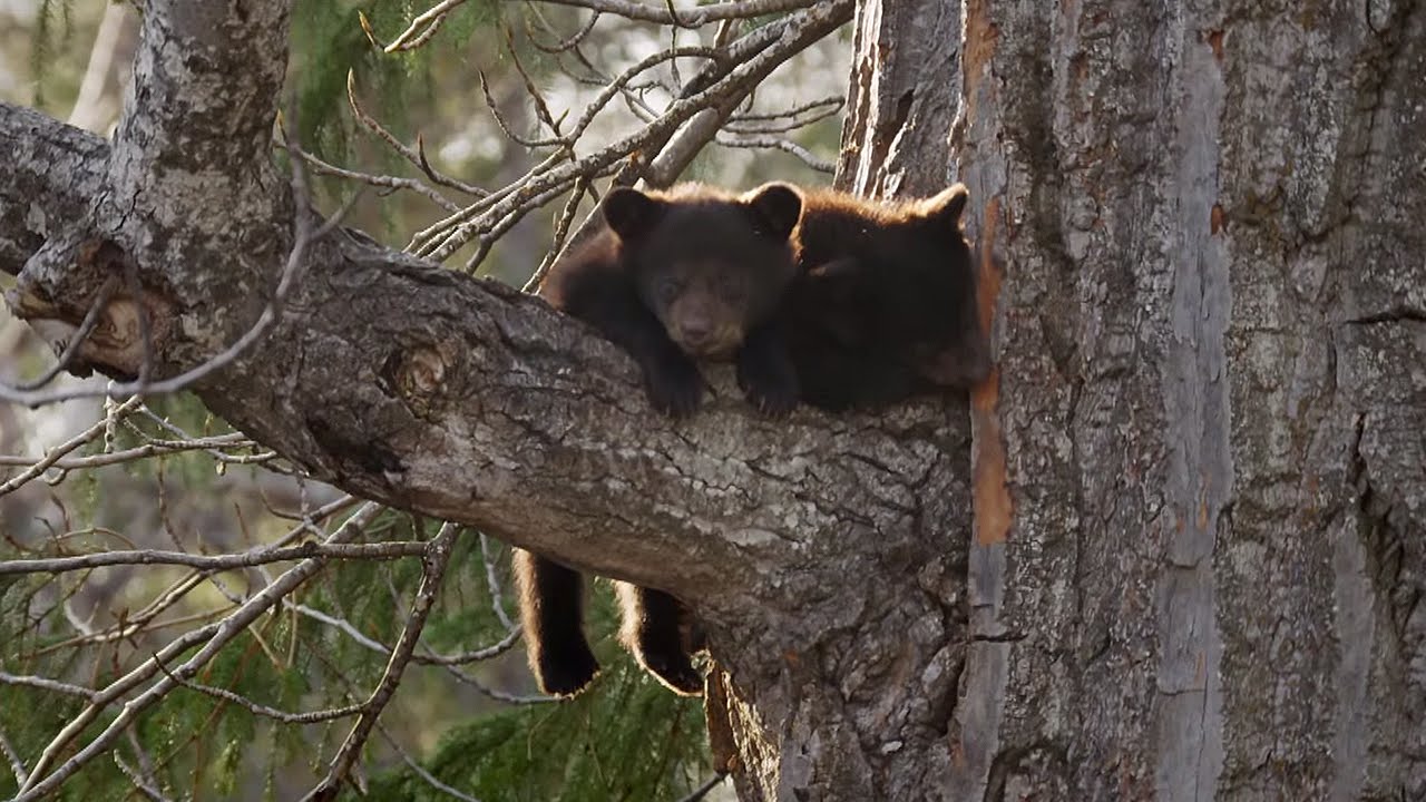 photo Baby Black Bear Climbing Tree