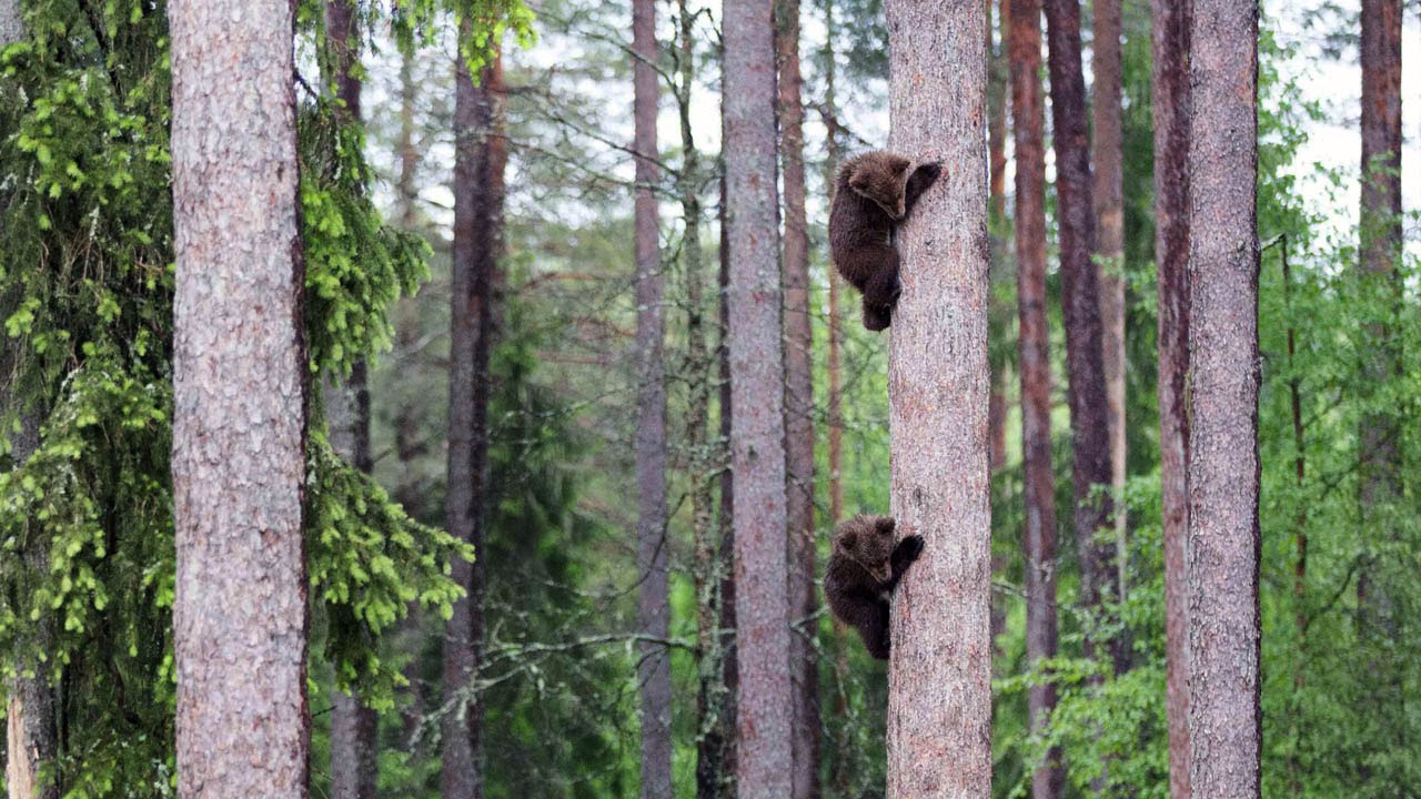 photo Baby Black Bear Climbing Tree