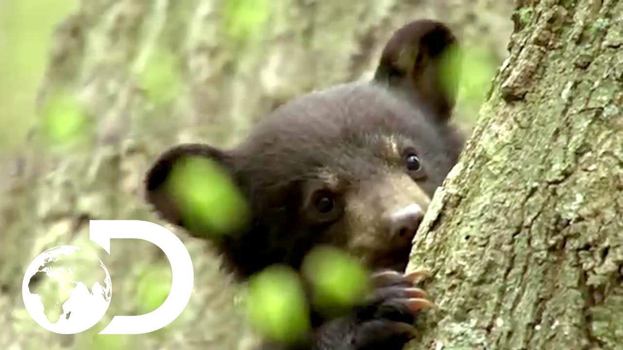 wallpapers Baby Black Bear Climbing Tree