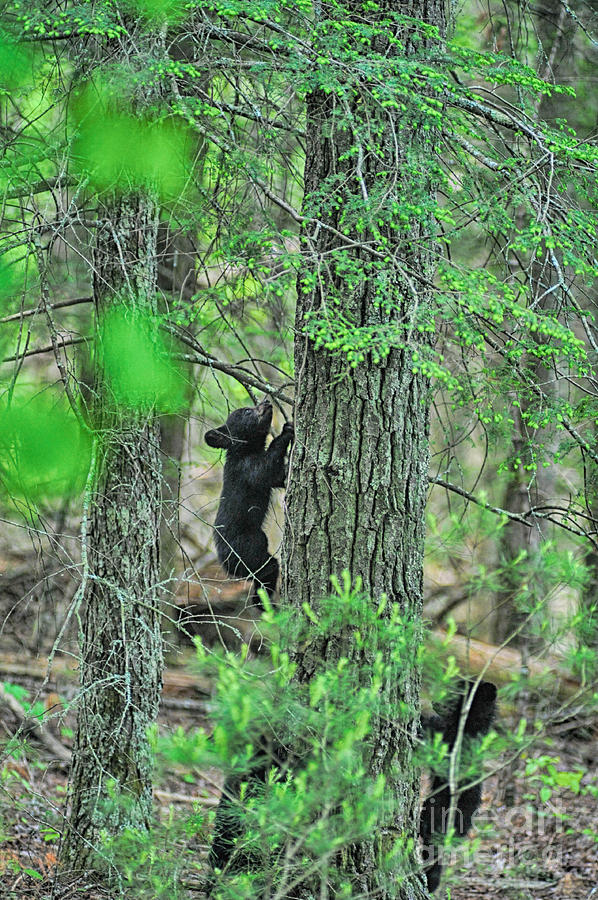 pix Baby Black Bear Climbing Tree