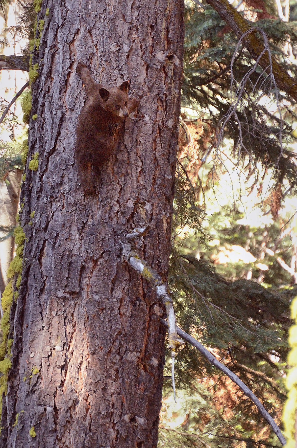 pics Baby Black Bear Climbing Tree