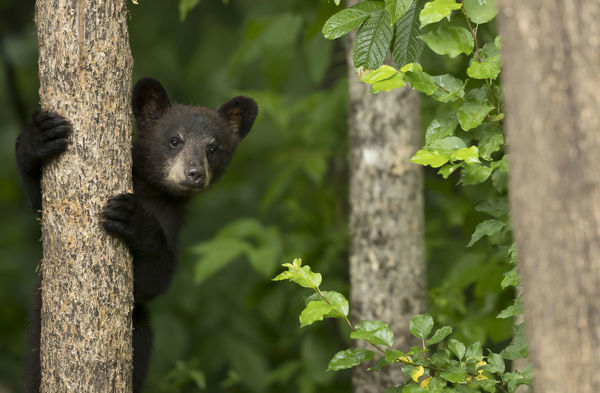 picture Baby Black Bear Climbing Tree