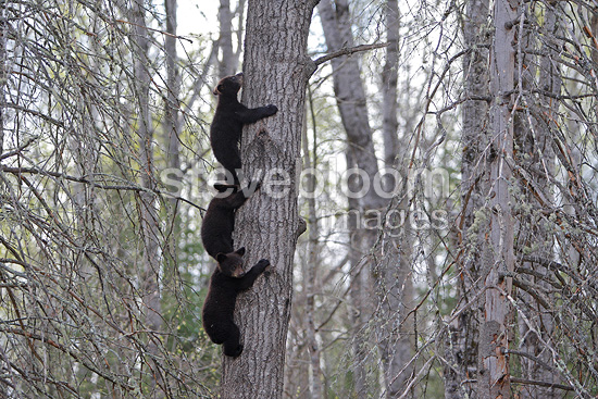 picture Baby Black Bear Climbing Tree