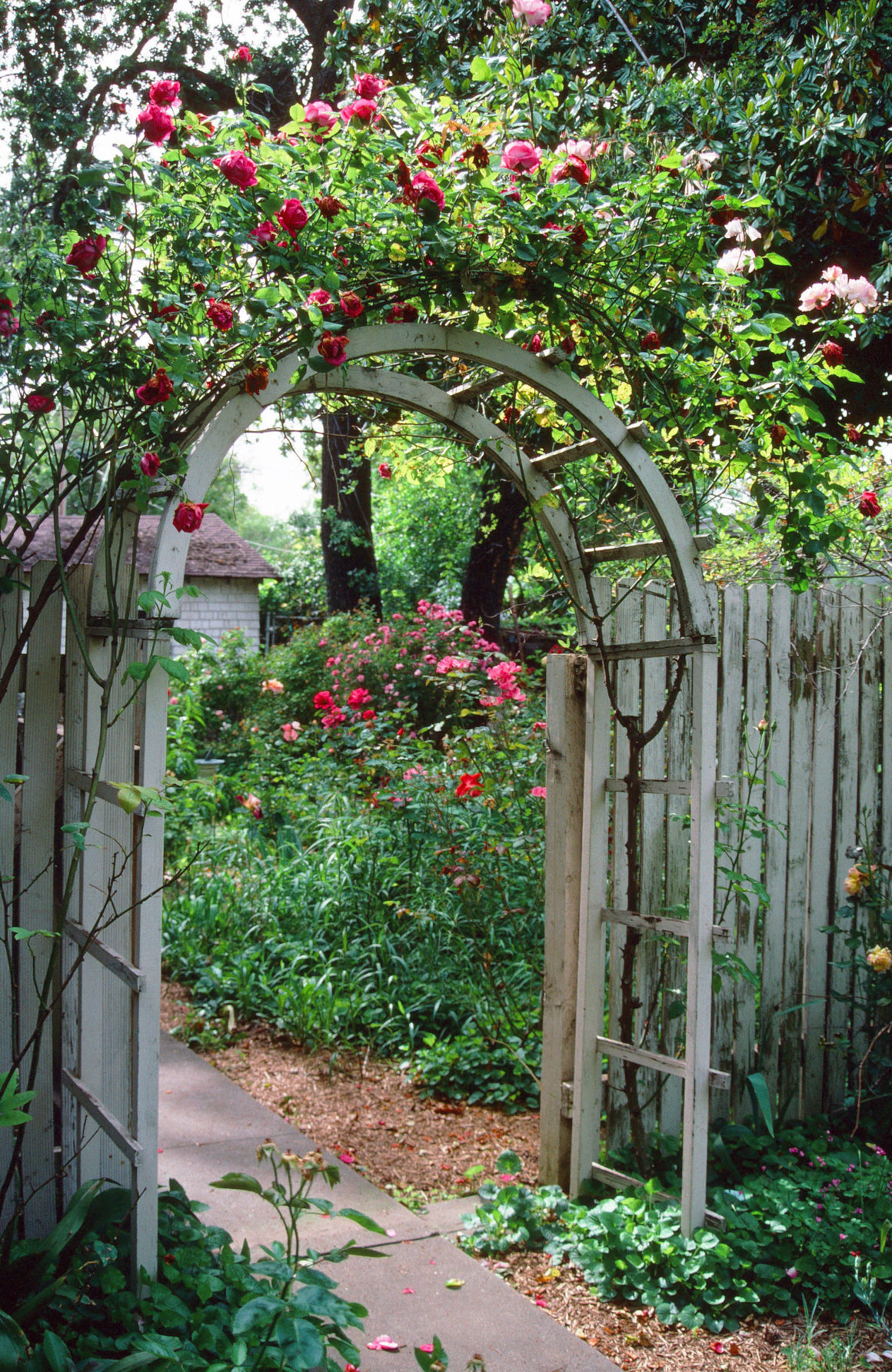 Featured image of post Backyard Rose Arbor