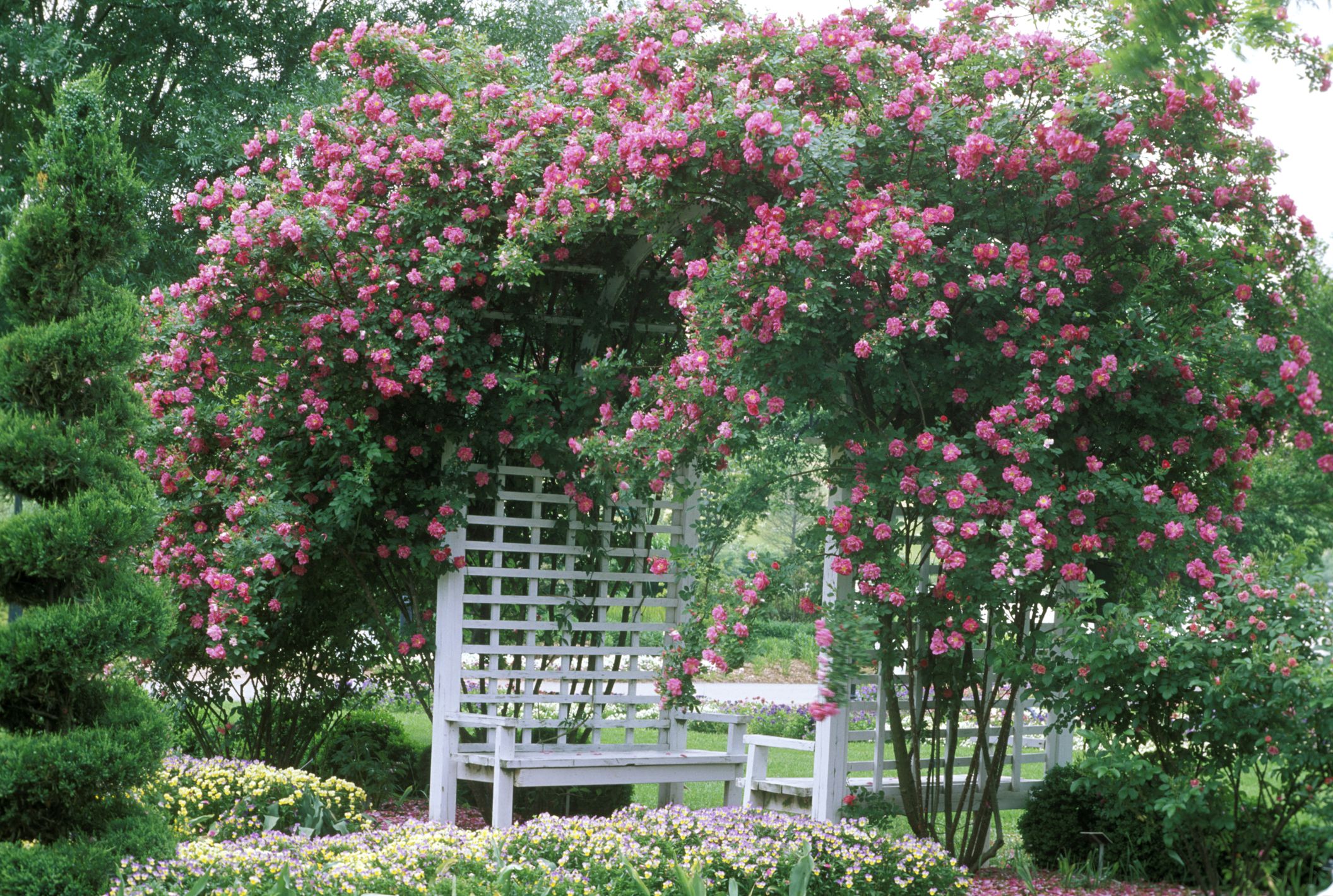 pix Backyard Rose Arbor