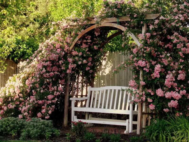 images Backyard Rose Arbor