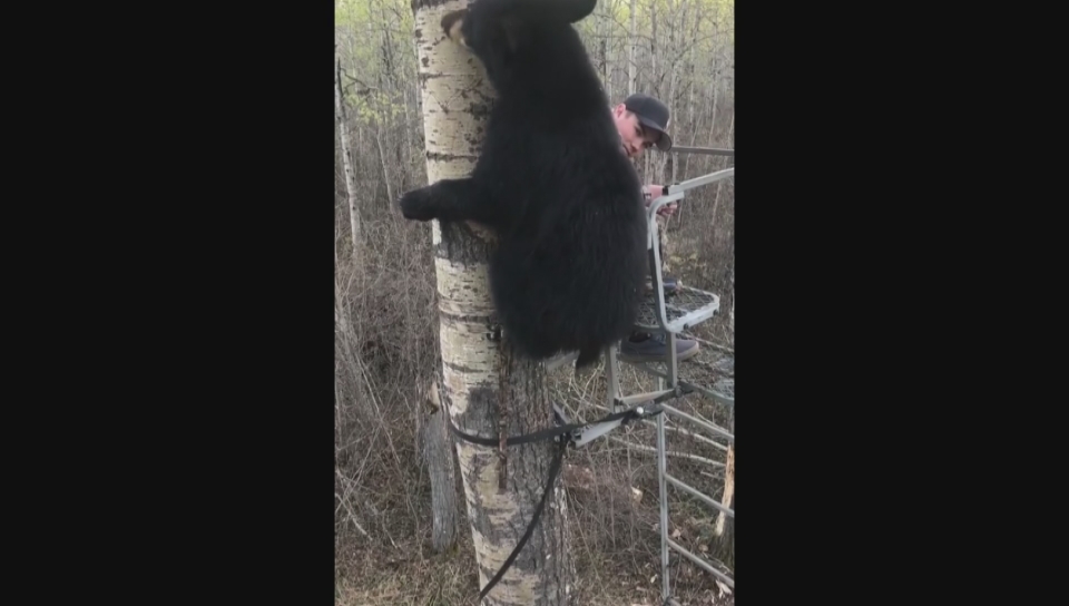 images Black Bear Climbing Tree Stand