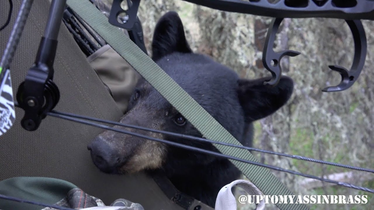 photo Black Bear Climbing Tree Stand