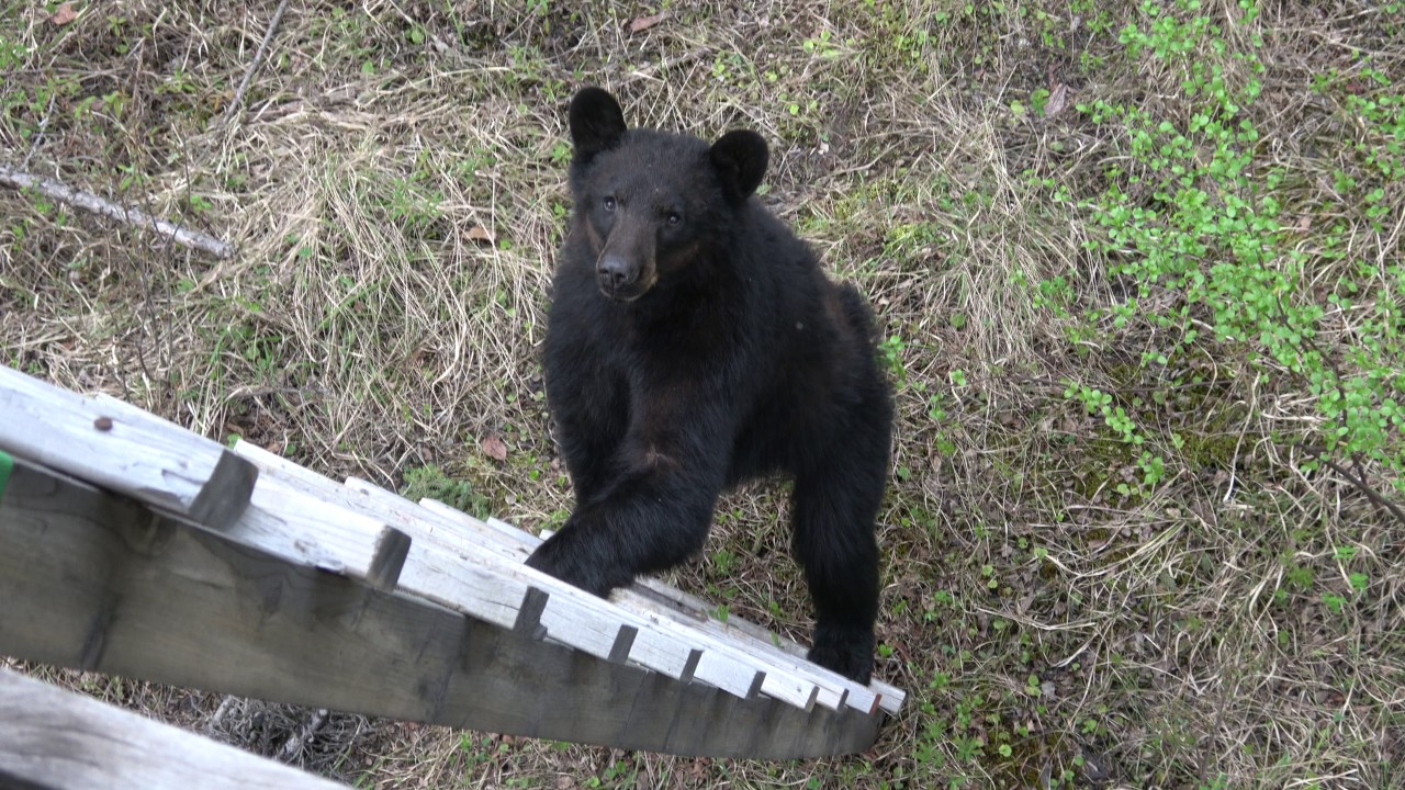 photo Black Bear Climbing Tree Stand