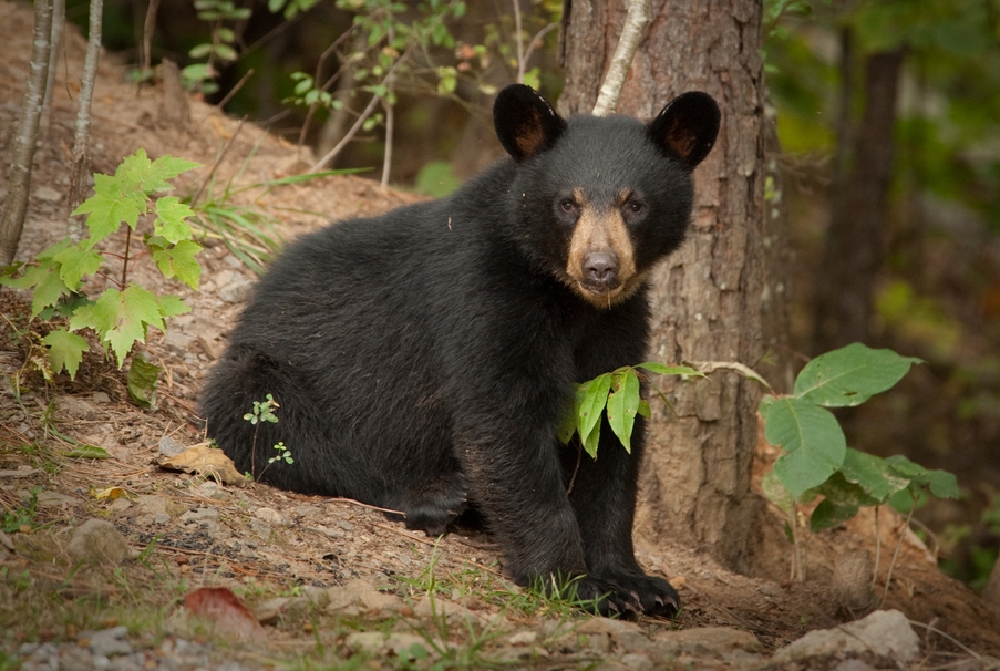 pix Black Bear Climbing Tree Stand