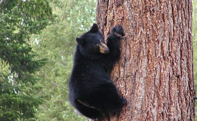 Featured image of post Black Bear Climbing Tree