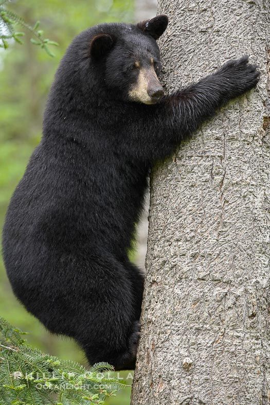 photo Black Bear Climbing Tree