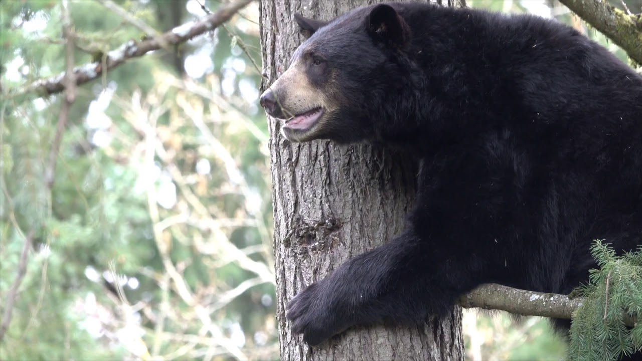 picture Black Bear Climbing Tree