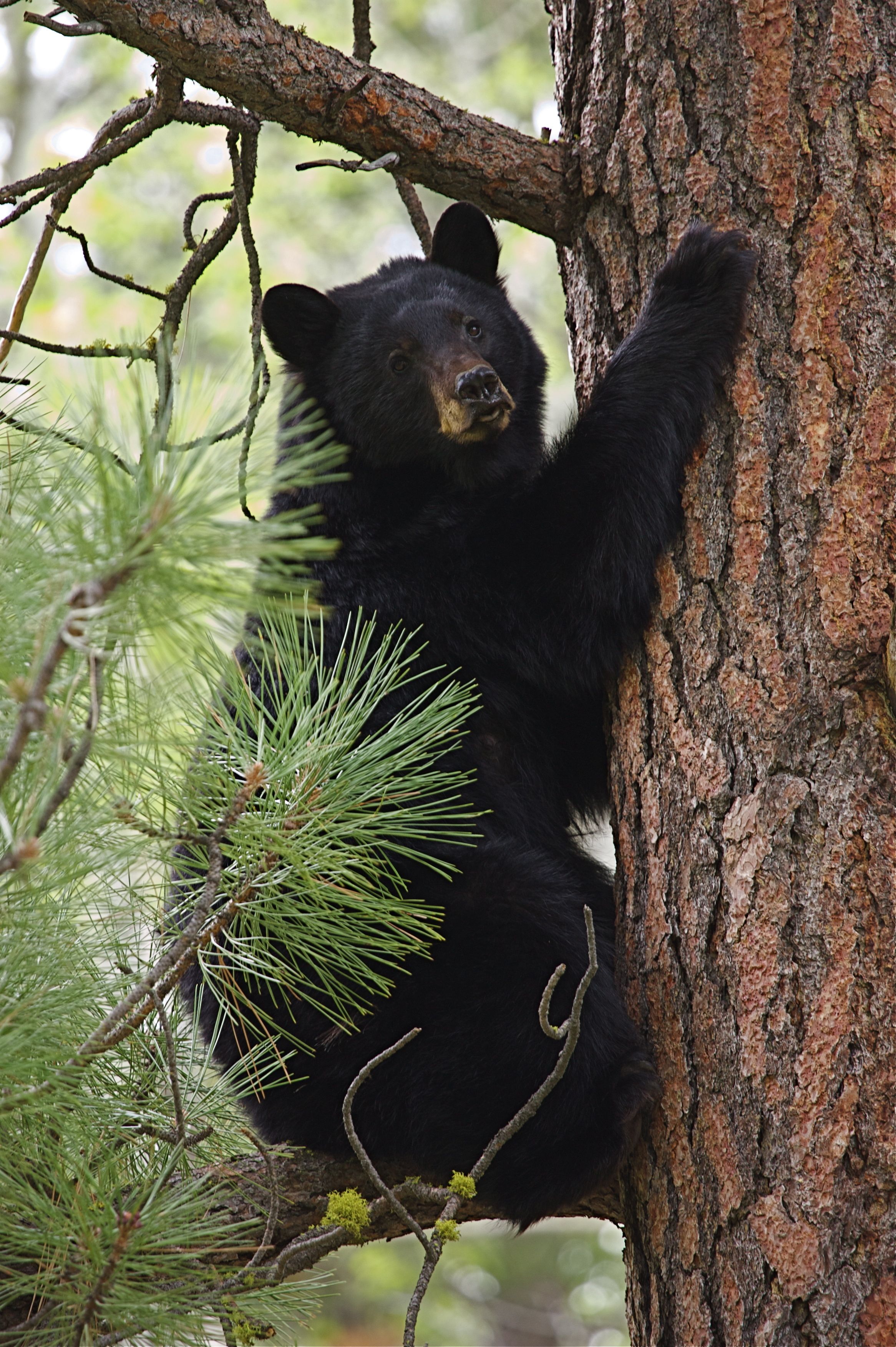 picture Black Bear Climbing Tree