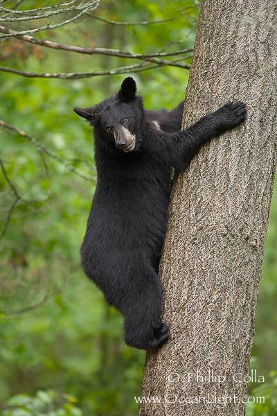 photo Black Bear Climbing Tree