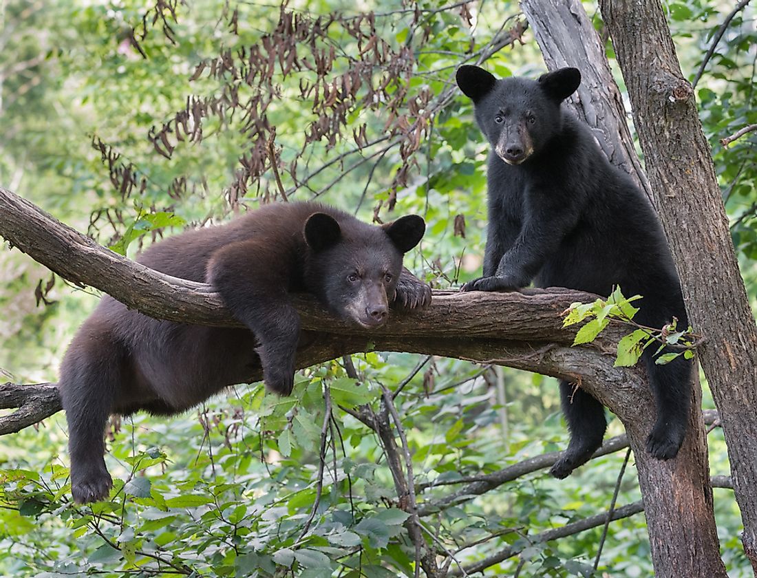 picture Black Bear Climbing Tree