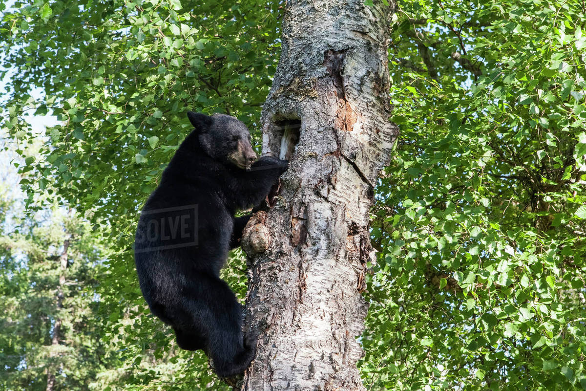 pic Black Bear Climbing Tree