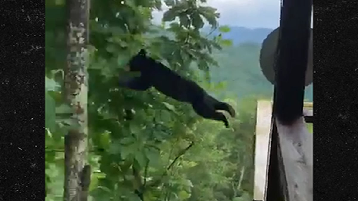 pic Black Bear Climbing Tree