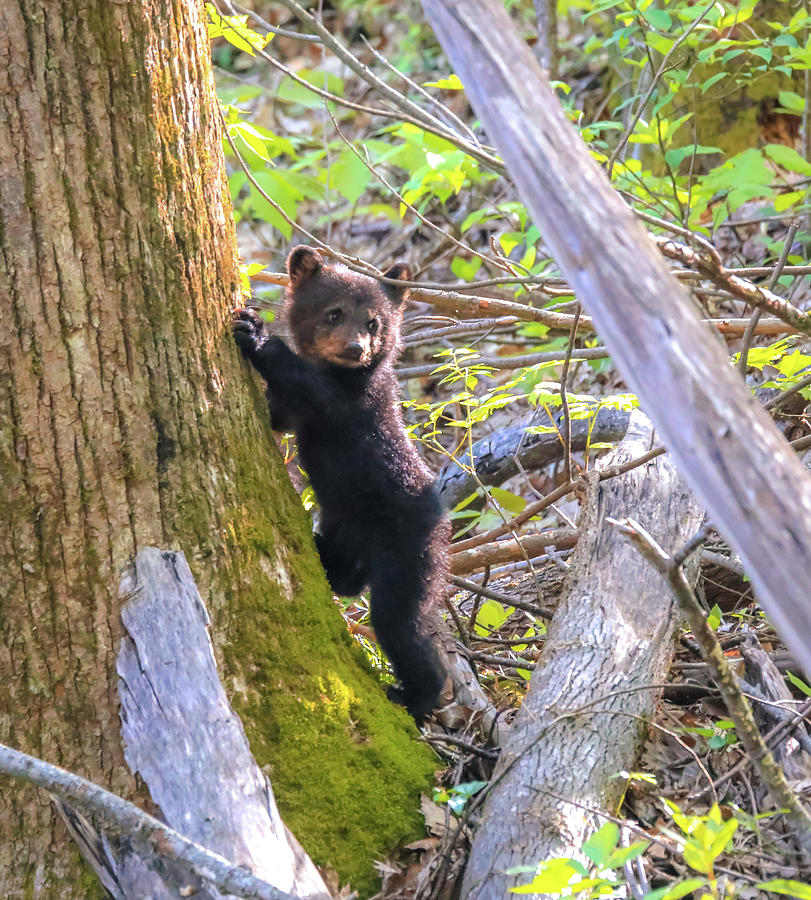 photo Black Bear Cub Climbing Tree