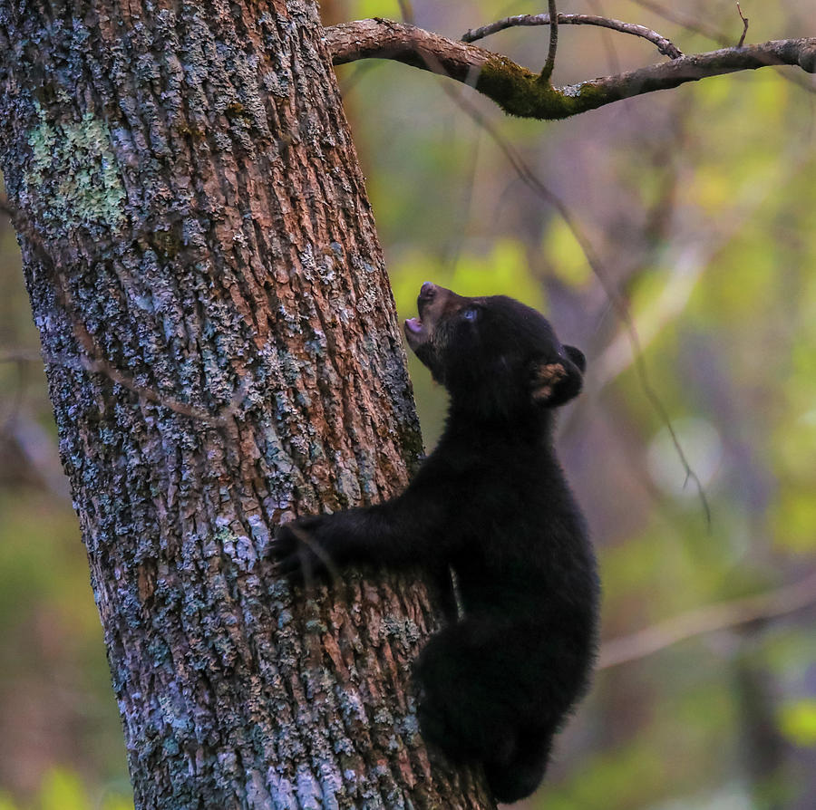 picture Black Bear Cub Climbing Tree