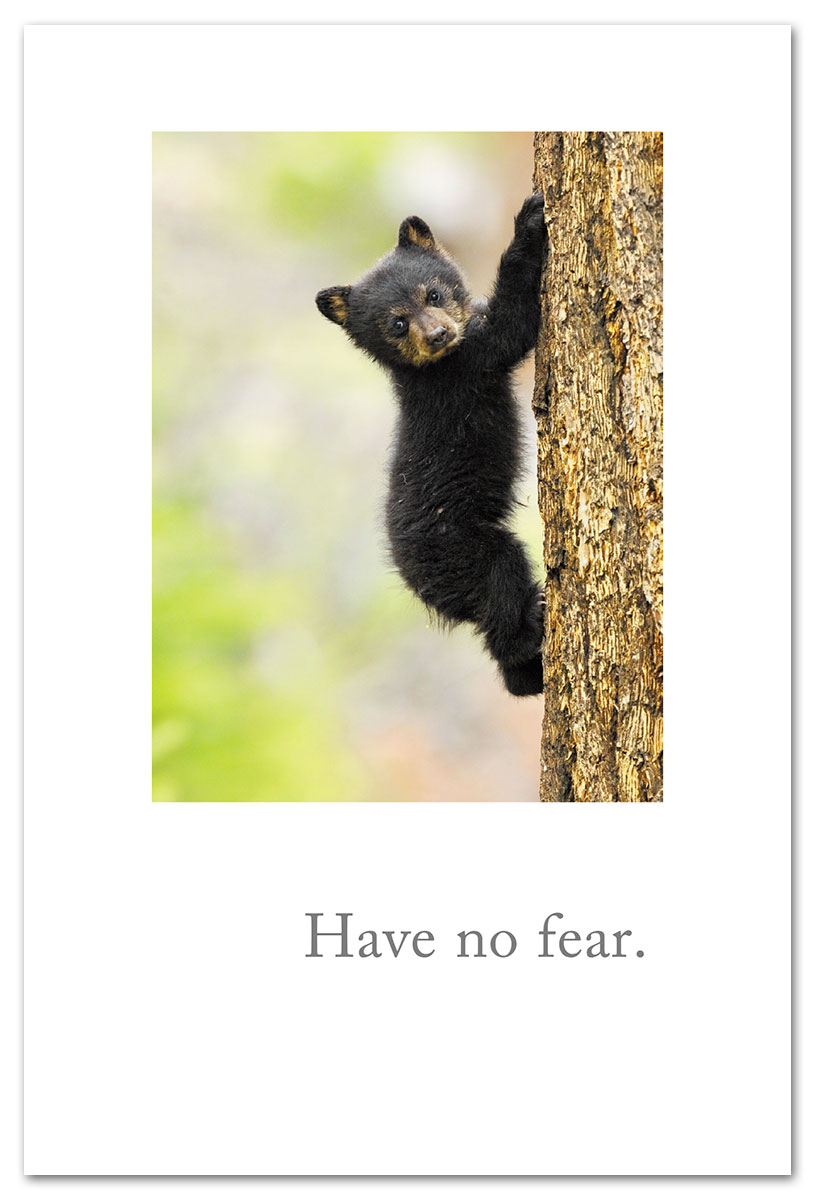 wallpapers Black Bear Cub Climbing Tree