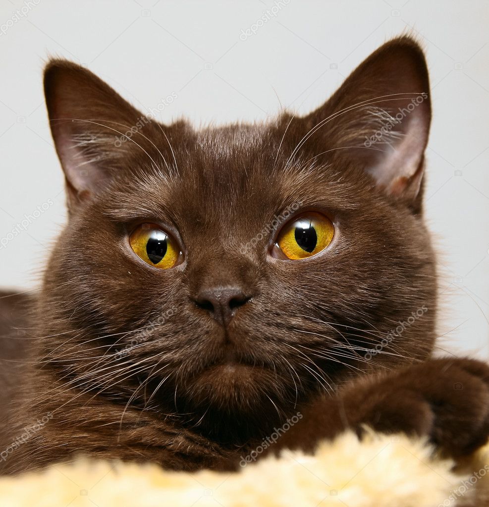 Featured image of post Brown Cat With Yellow Eyes