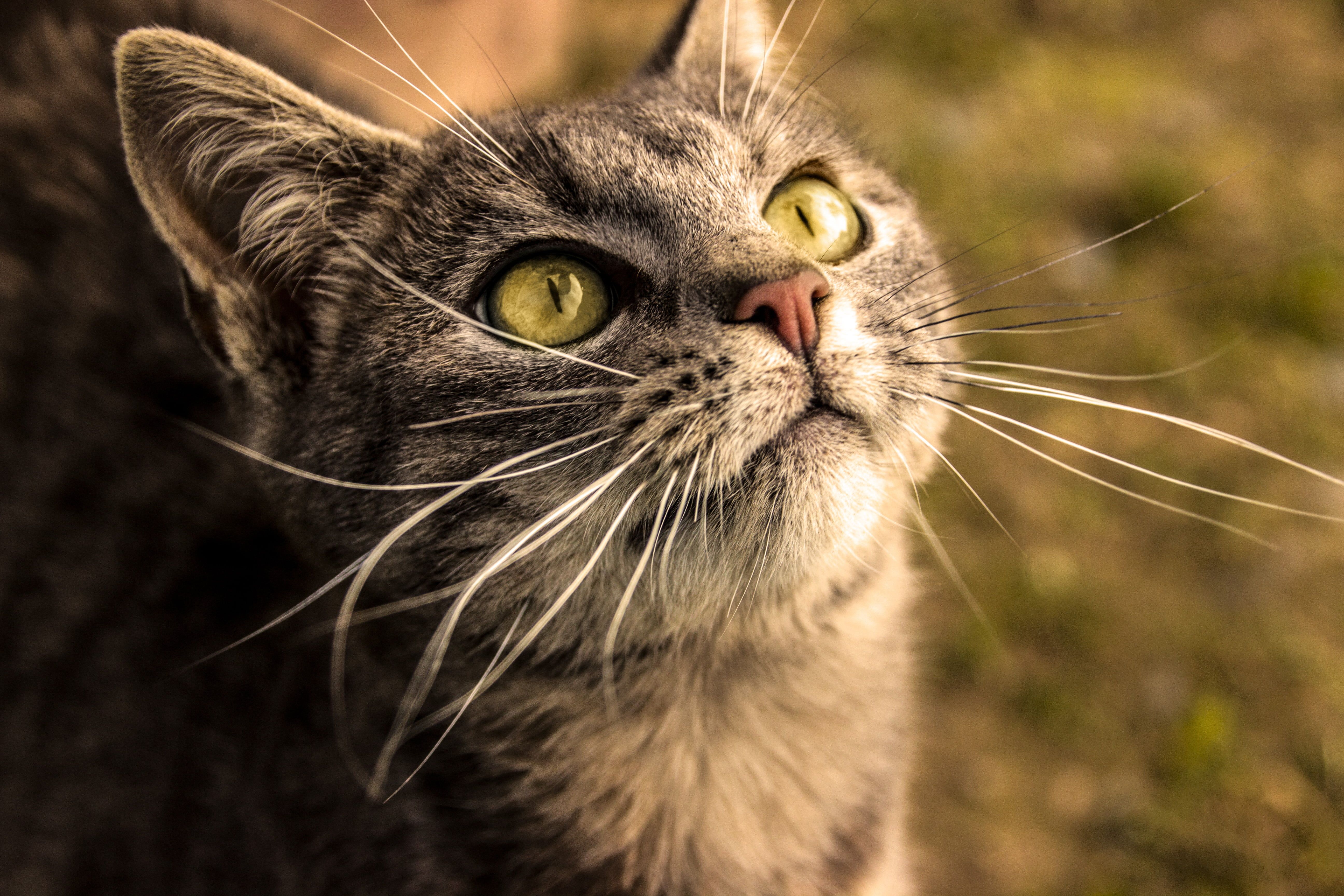 wallpapers Brown Cat With Yellow Eyes