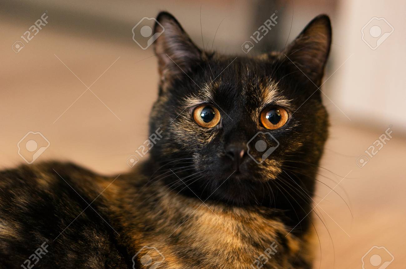 pic Brown Cat With Yellow Eyes