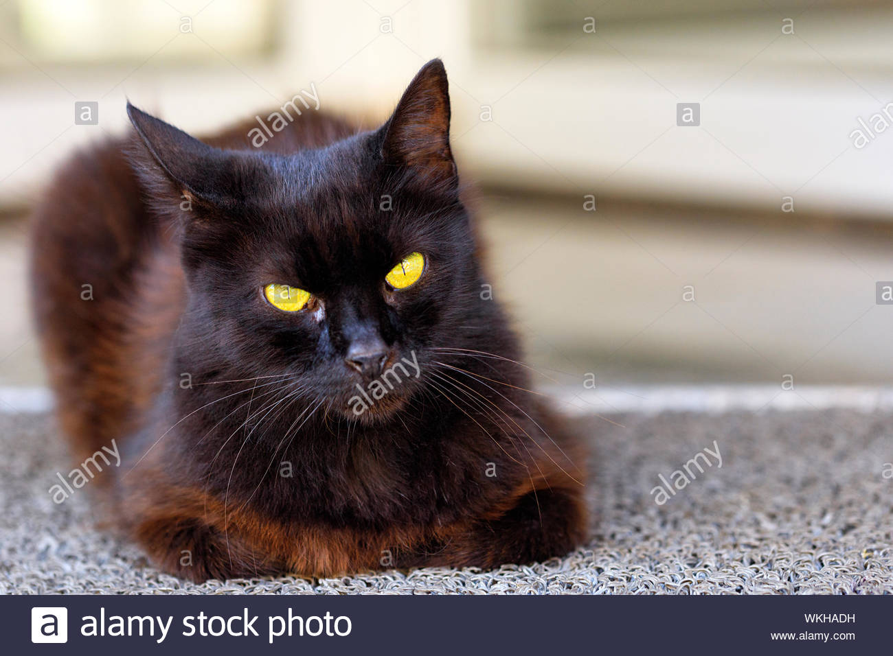 photo Brown Cat With Yellow Eyes