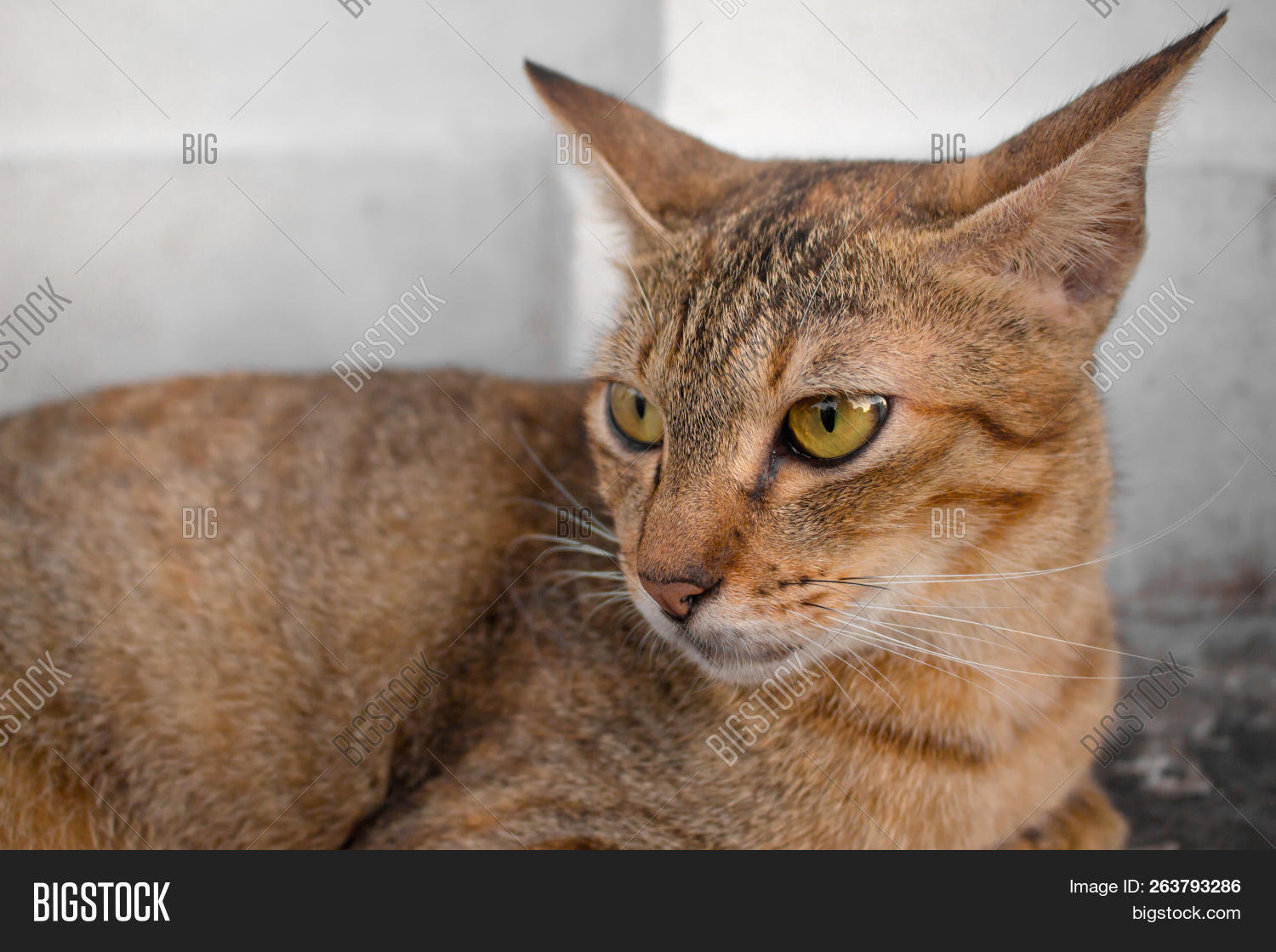 pics Brown Cat With Yellow Eyes