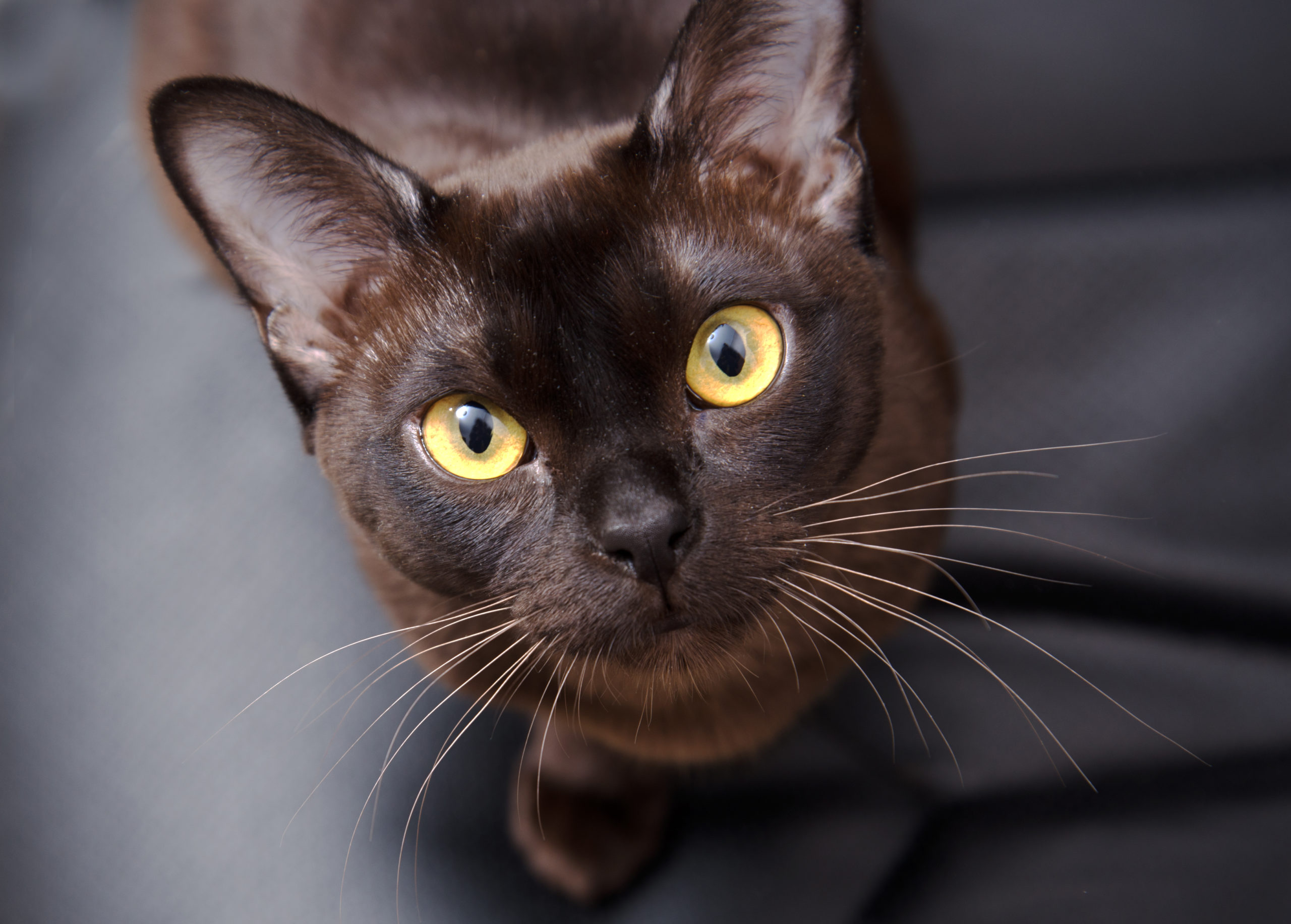 images Brown Cat With Yellow Eyes