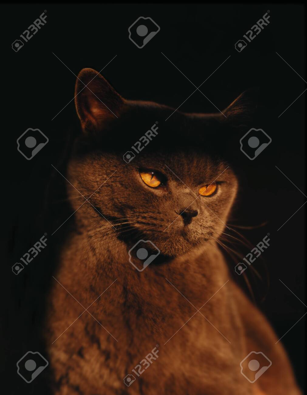 pix Brown Cat With Yellow Eyes