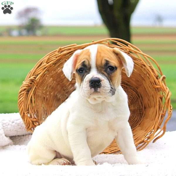 pix Frengle Puppies For Sale