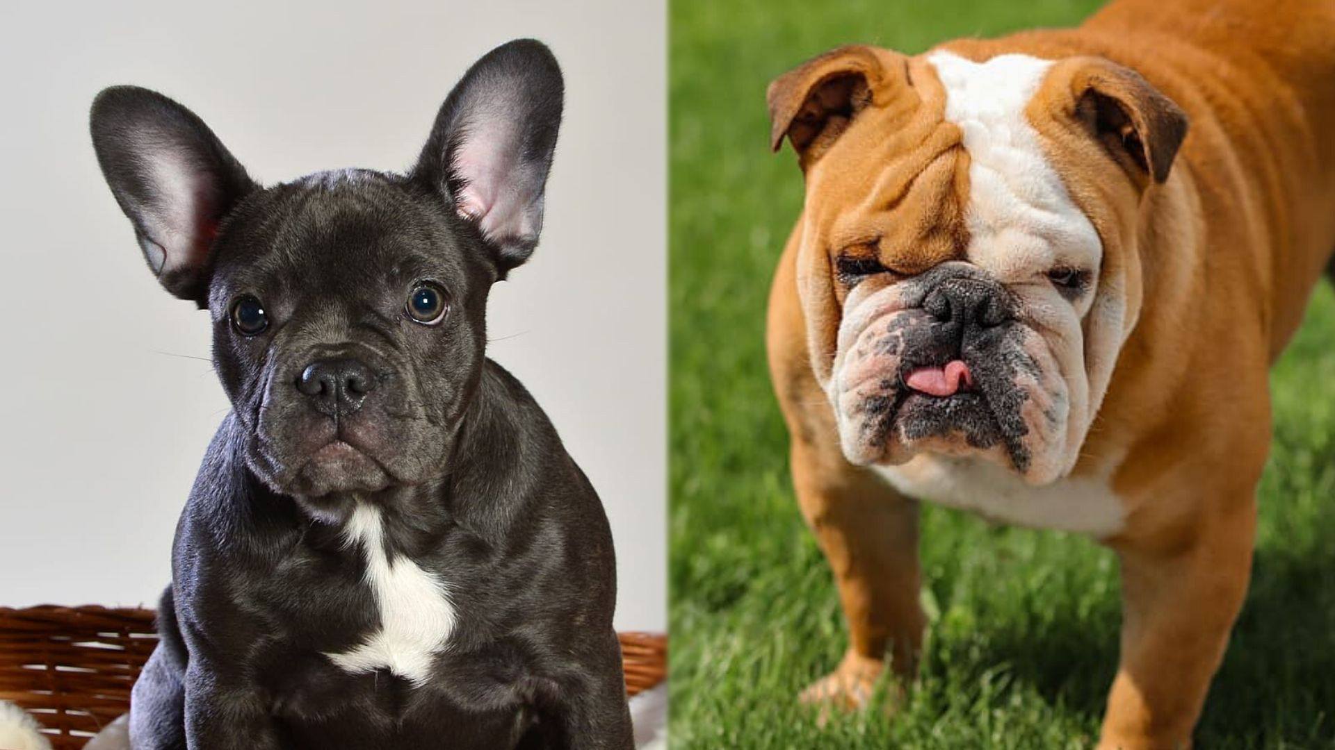 pix Frenglish Bulldog