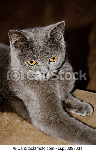 picture Grey Cat With Yellow Eyes