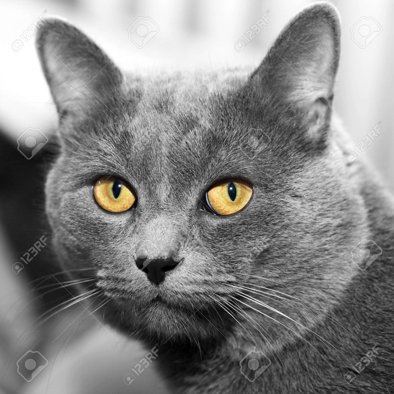 picture Grey Cat With Yellow Eyes