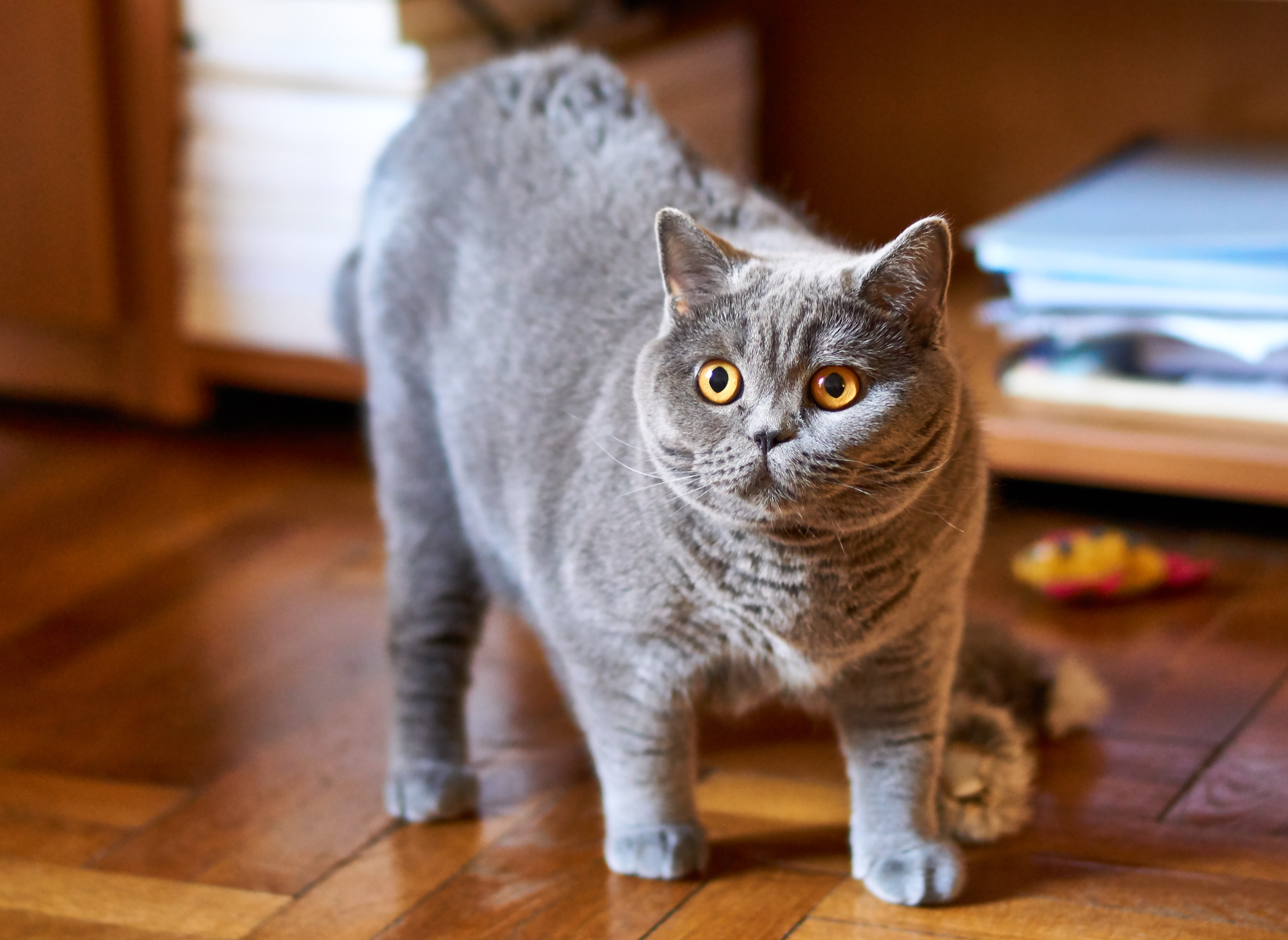 pix Grey Cat With Yellow Eyes