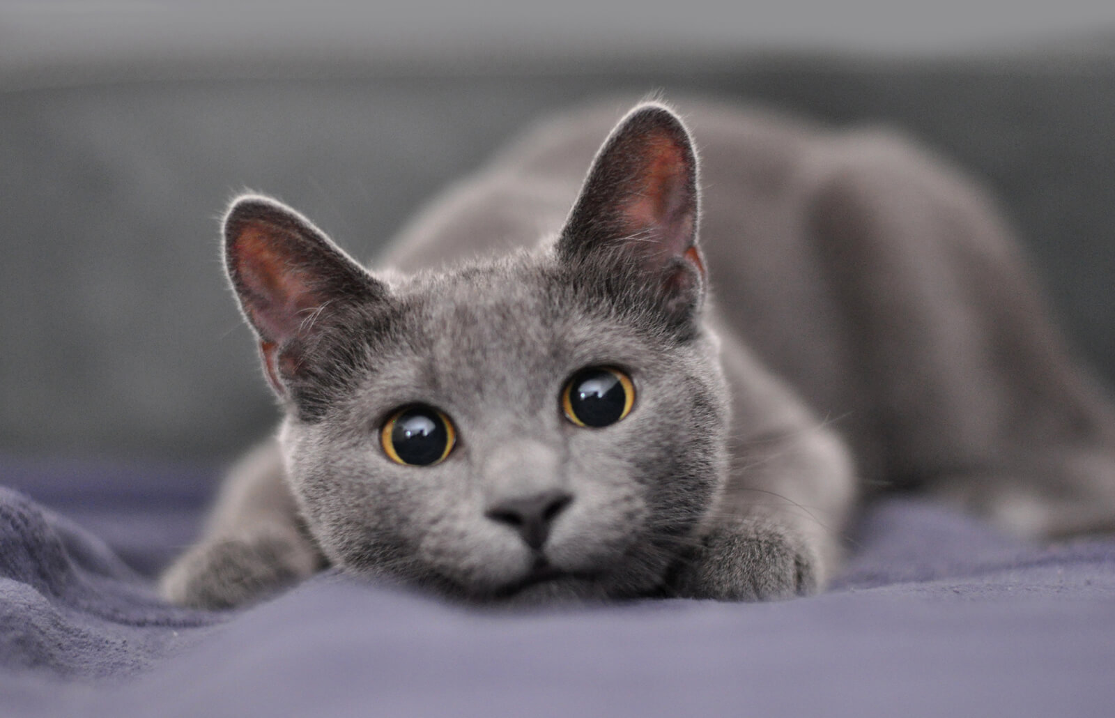 images Grey Cat With Yellow Eyes