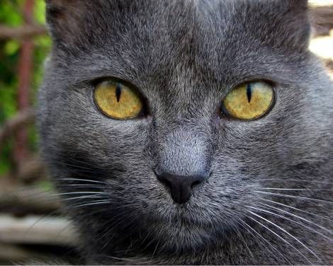 images Grey Cat With Yellow Eyes