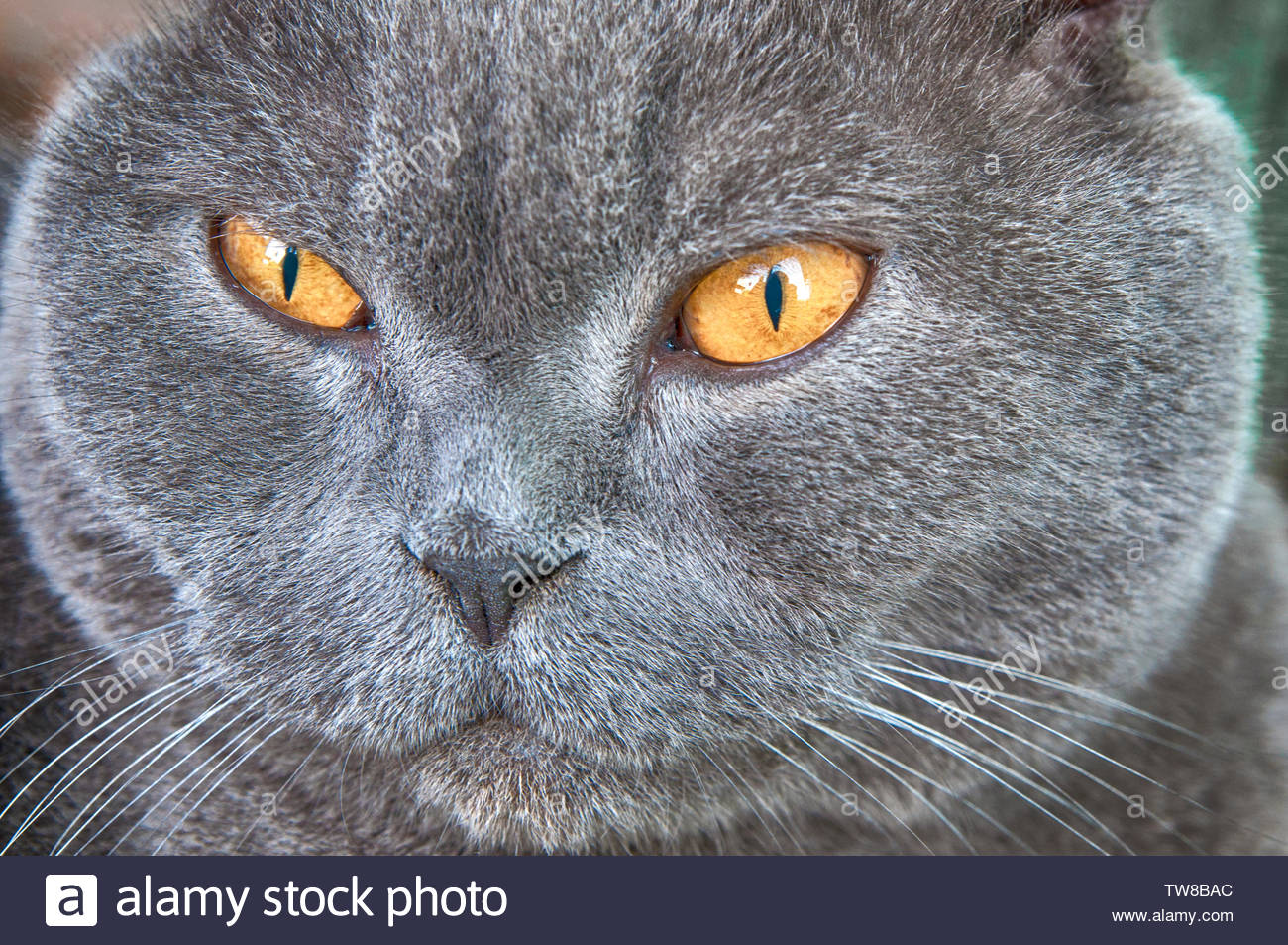 photo Grey Cat With Yellow Eyes