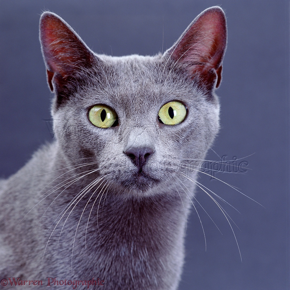 picture Grey Cat With Yellow Eyes