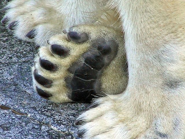 Featured image of post Polar Bear Paw Pad