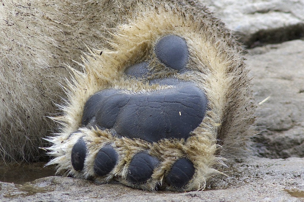 pic Polar Bear Paw Pad