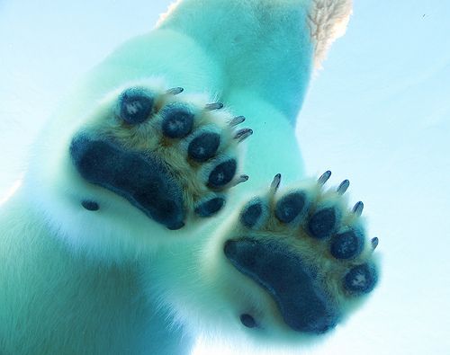 pic Polar Bear Paw Pad