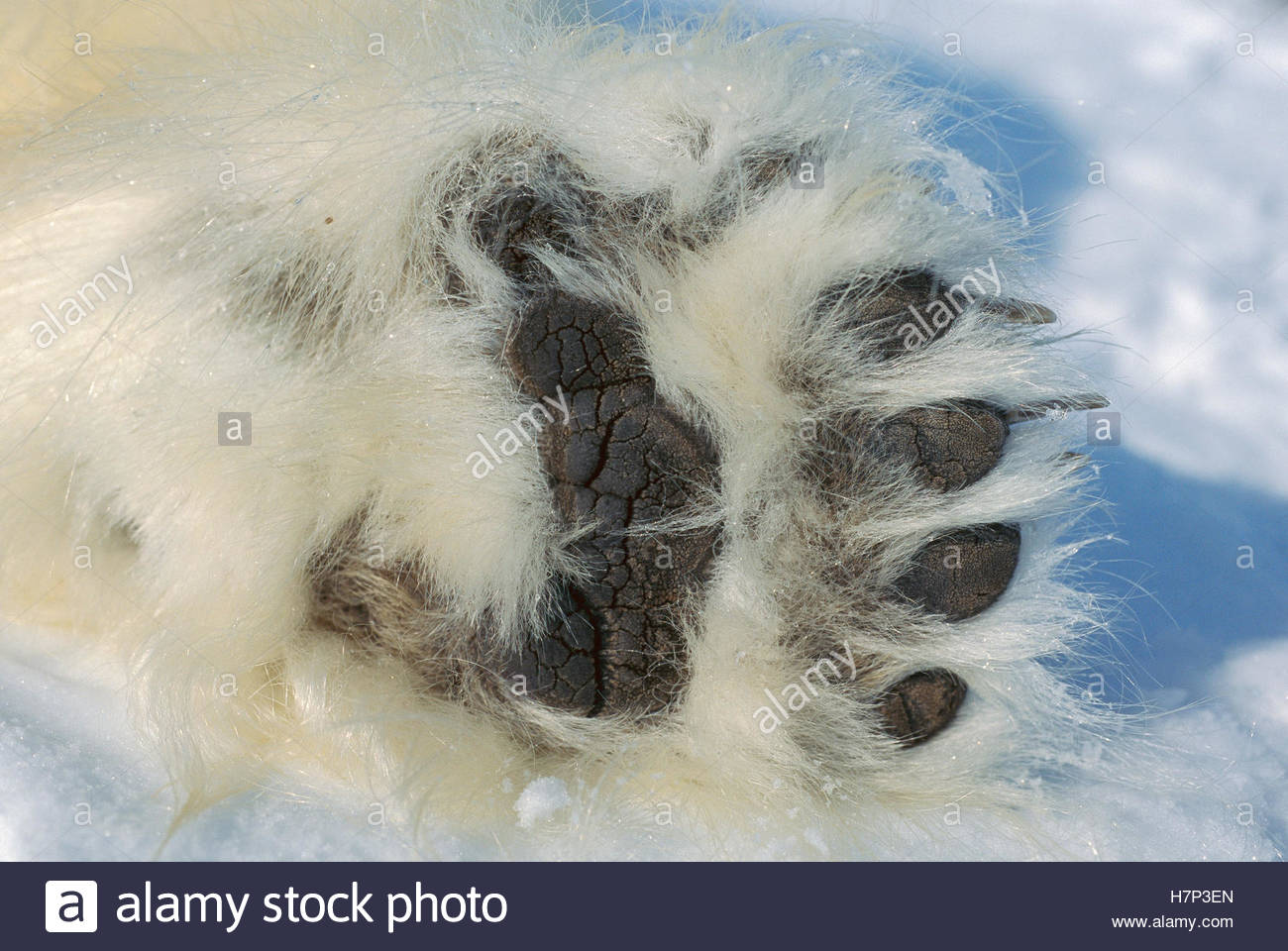 pix Polar Bear Paw Pad