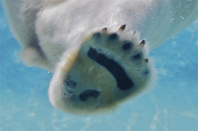 pic Polar Bear Paw Pad