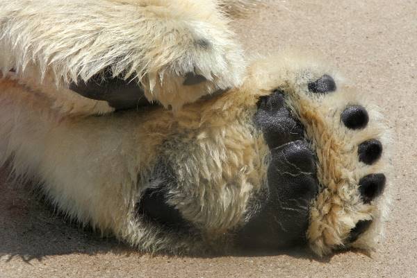 wallpapers Polar Bear Paw Pad