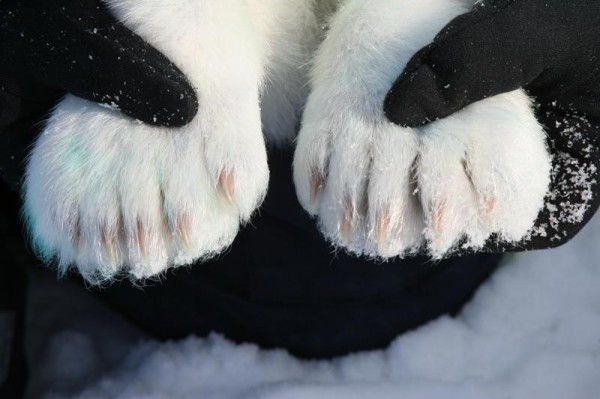 images Polar Bear Paw Pad