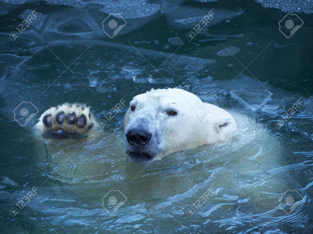 pics Polar Bear Paw Pad